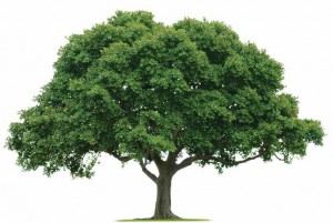 A tree