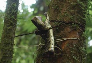 The head of a fer-de-lance, tied to a tree as a reminder of the jungle’s hidden dangers