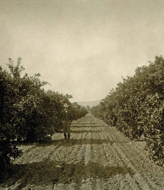 A well-dressed Claremont citrus grower poses among his trees in this undated photo from the Boynton Collection of Early Claremont, Honnold-Mudd Library.