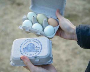 Eggs packaged with the Rancho Colibri label