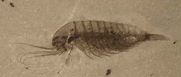 Leanchoiliid fossil