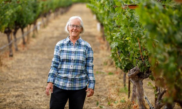 Cathy Corison ’75, standing in her vineyard along Napa Valley’s St. Helena Highway, started making cabernet sauvignon before she had a vineyard or a winery of her own.