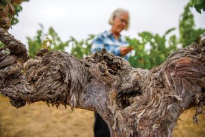 The vines in one of the Corison Winery vineyards are five decades old. “I so value these gnarly old ladies,” says Cathy Corison ’75. “It’s like a sculpture garden.” Photography by Robert Durell