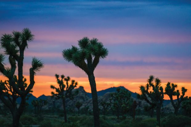Joshua Tree with the sun setting in the background