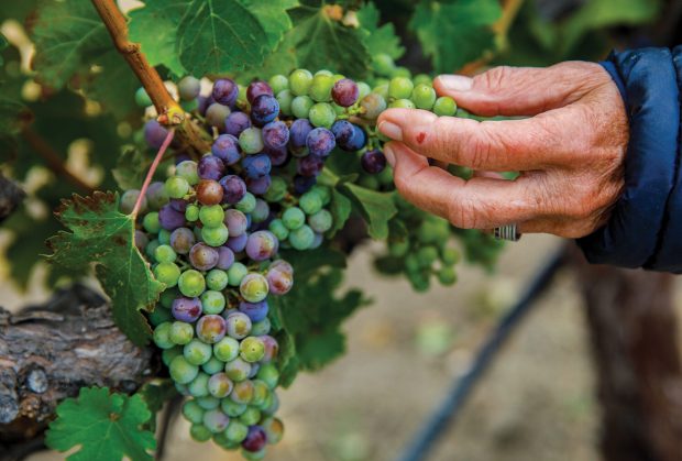A person touching various colored grapes