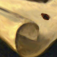 Bedbugs Are Back!