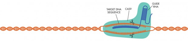 CRISPR1a