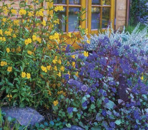 Colorful yellow and purple flowers and plants