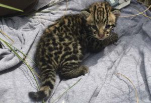 The first confirmed ocelot kitten at the refuge in 20 years. (U.S. Fish and Wildlife Service photo)