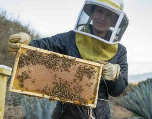 Lopez attending to the beehives on the Pisoni Vineyard