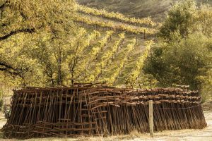 Some of the winery’s 3,000-odd reclaimed stakes