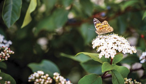 painted lady butterflies