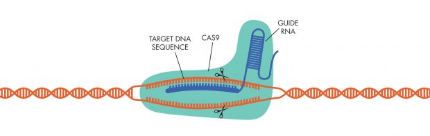  CRISPR/Cas9 gene-editing techniques