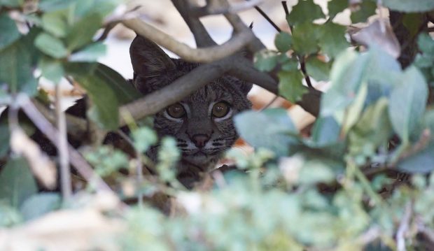 bobcat