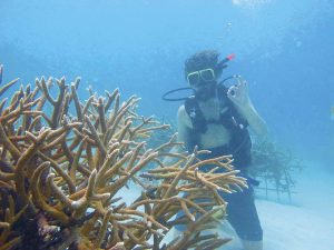 Gator Halpern dives near a Bahamian reef