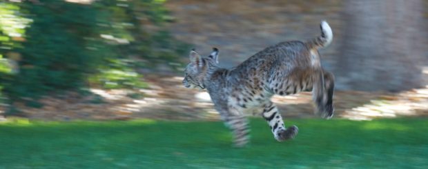 bobcat