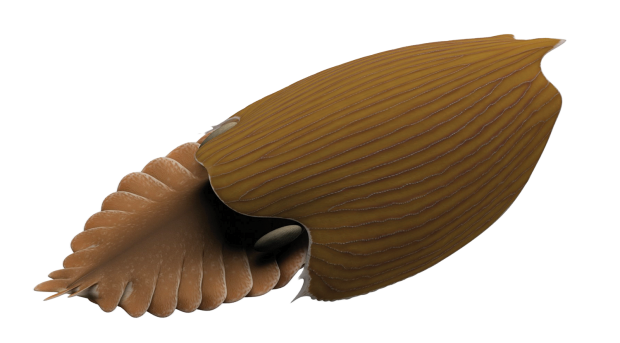 Titanokorys Reconstruction