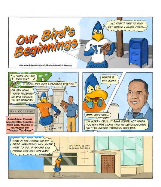 An original graphic story about the origins of Pomona College's mascot, Cecil the Sagehen. Link to full script available below.