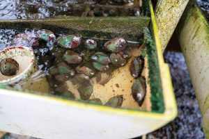 Red abalone, shown here, have been successfully farmed after overfishing and environmental factors devastated the ocean population. Photography by Jeff Hing