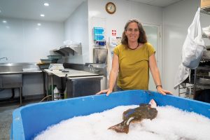 Kim Selkoe’97 displays some of the day’s catch. The seafood usually reaches her customers within two days of being caught. Photography by Jeff Hing