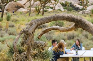 Jodie Hollander at Joshua Tree