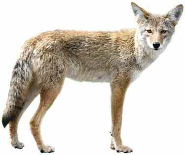 coyote