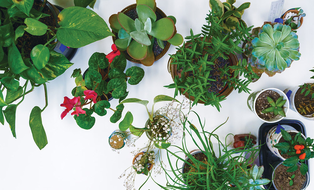 Plants on a table