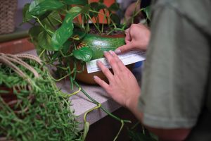 Person sticking something on a plant