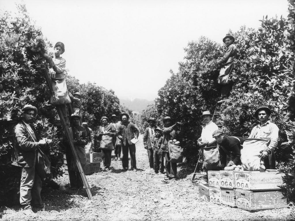 The idealized vision of the citrus industry and life in a college town depicted on crate labels was not the experience of everyone in Claremont and surrounding areas.