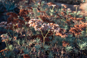 Native buckwheat can be found all across campus.