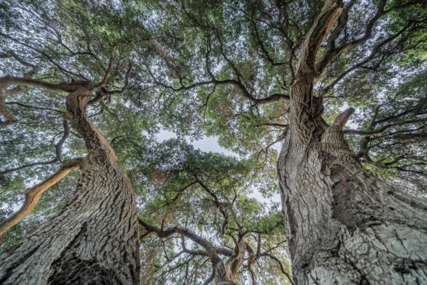 The towering oaks that adorn”the Wash,”thirty acres of native landscape on campus.