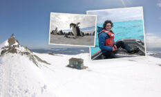 Photo of the 16 by 16 shack in Antarctica where Naira de Gracia ‘14 lived while studying penguin colonies overlayed by an image of de Gracia with dolphins in Midway Atoll in 2016 (credit Kaipo Kiaha) and a penguin colony in Antarctica (credit Naira de Gracia ’14).