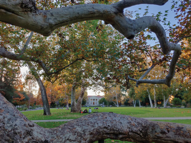 Tree on Marston Quad