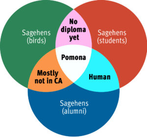 Three-circle Venn diagram: “Sagehens (birds)” (top left); “Sagehens (students)” (top right); “Sagehens (alumni)” (bottom-center); “No diploma yet” (top overlap); “Mostly not in CA” (left overlap); “Human” (right overlap); and “Pomona” (central overlap). Credit: Samuel Breslow ’18.